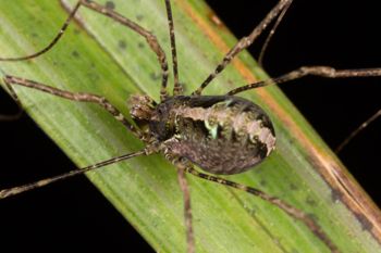 Media type: image;   Invertebrate Zoology 133326